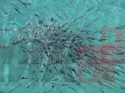 Храна од инсекти